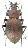 Carabus (Tachypus) cancellatus graniger (as szobroniensis Gehin, 1885)