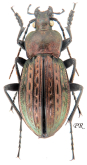 Carabus (Tachypus) cancellatus intermedius (as maximus Haury, 1880)