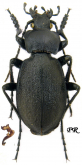 Carabus (Oreocarabus) taedatus agassi Le Conte, 1850