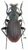 Carabus (Oreocarabus) taedatus bicanaliceps Casey, 1920