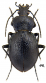 Carabus (Tomocarabus) convexus moreanus Reitter, 1896