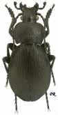 Carabus (Tomocarabus) decolor Fischer, 1823