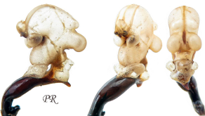 Carabus (Tomocarabus) marginalis Fabricius, 1794