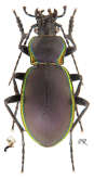Carabus (Tomocarabus) marginalis Fabricius, 1794