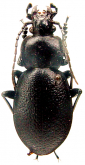 Carabus (Tomocarabus) rumelicus syriensis Breuning, 1943 (as libanoticus)