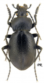 Carabus (Tomocarabus) rumelicus syriensis Breuning, 1943