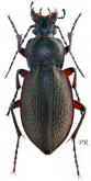 Carabus (Trachycarabus) estreicheri (ab.rufofemoratus Lomnicki, 1892)