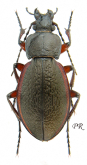Carabus (Trachycarabus) estreicheri Fischer, 1822 (ab.rufofemoratus Lomnicki, 1892)