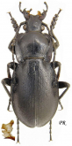 Carabus (Trachycarabus) mandibularis buchtarmensis Kryzhanovskij, 1953
