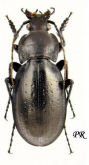 Carabus (Trachycarabus) perrini Dejean, 1831