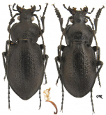 Carabus (Trachycarabus) scabriusculus inapertus Motschulsky, 1850 (loc.typ)