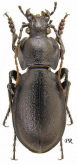 Carabus (Trachycarabus) sibiricus bosphoranus Fischer, 1823