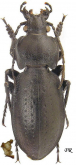 Carabus (Trachycarabus) sibiricus errans Fischer, 1823