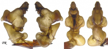 Carabus (Trachycarabus) sibiricus haeres (as fossulatus Dejean, 1826)
