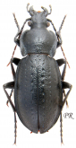 Carabus (Trachycarabus) sibiricus haeres (trans s. errans)