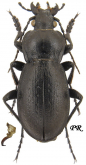 Carabus (Trachycarabus) sibiricus gvozdevae Obydov, 1997