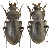 Carabus (Trachycarabus) sibiricus haeres (as fossulatus Dejean, 1826)