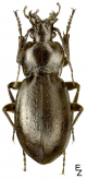 Carabus (Trachycarabus) sibiricus kolosovi Zinoviev, 1997