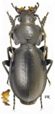 Carabus (Trachycarabus) sibiricus obliteratus Fischer, 1827