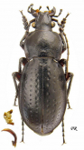 Carabus (Trachycarabus) sibiricus rybinskii Reitter, 1886