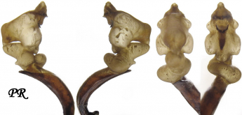 Carabus (Trachycarabus) sibiricus (as gvozdevae Obydov, 1997)