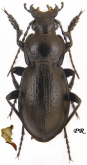 Carabus (Trachycarabus) sibiricus sibiricus Fischer, 1822