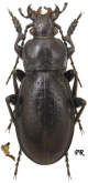 Carabus (Trachycarabus) sibiricus tscherkessicus Korge, 1964