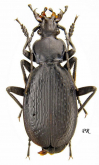 Carabus (Tribax) agnatus agnatus Ganglbauer, 1889