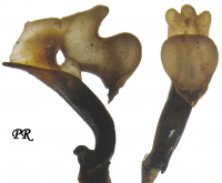 Carabus (Tribax) apschuanus pseudoplatessa Gottwald, 1982