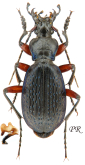 Carabus (Tribax) apschuanus pseudoplatessa (as kadleci Novotný & Voříšek, 1988)