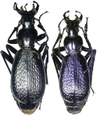 Carabus (Tribax) biebersteini hurkai Gottwald, 1980