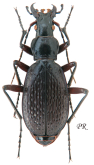 Carabus (Tribax) biebersteini fossiger Chaudoir, 1877
