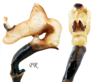 Carabus (Tribax) biebersteini fossiger Chaudoir, 1877