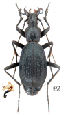Carabus (Tribax) biebersteini fossiger Chaudoir, 1877