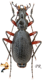 Carabus (Tribax) biebersteini fossiger (as nakrensis Novotny & Voříšek, 1988)
