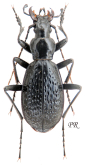 Carabus (Tribax) biebersteini hurkai Gottwald, 1980