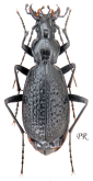 Carabus (Tribax) biebersteini hurkai Gottwald, 1980
