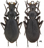 Carabus (Tribax) circassicus abagonensis Starck, 1894