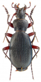 Carabus (Tribax) circassicus circassicus (as tshchaltensis Novotný & Voříšek