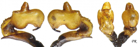 Carabus (Tribax) circassicus kubaniensis Semenov, 1896