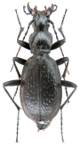 Carabus (Tribax) kasbekianus mingrelicus Reitter, 1889