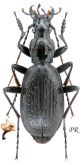 Carabus (Tribax) kasbekianus mingrelicus Reitter, 1889