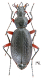 Carabus (Tribax) kasbekianus veselyi Gottwald, 1980
