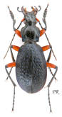 Carabus (Tribax) kasbekianus veselyi Gottwald, 1980