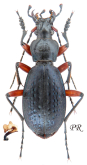 Carabus (Tribax) kasbekianus veselyi Gottwald, 1980