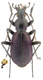 Carabus (Tribax) puschkini platypterus Ganglbauer, 1886