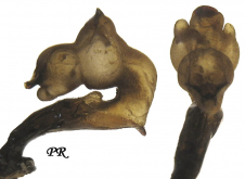 Carabus (Tribax) puschkini ponticus Deyrolle, 1869