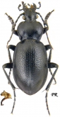 Carabus (Ulocarabus) theanus theanus Reitter, 1895