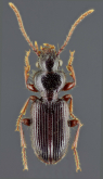 Carterus (Microcarterus) gracilis Rambur, 1837