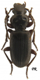 Carterus (Pristocarterus) angustus (Menetries, 1832)